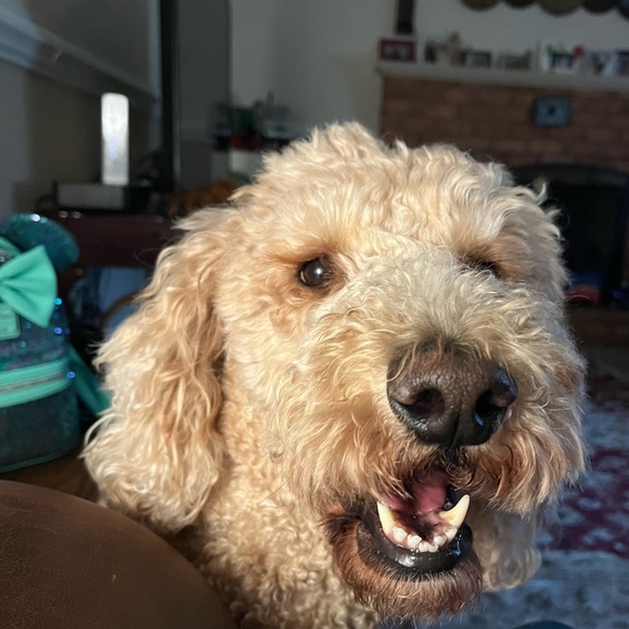 Meet your Posher, Mindy - Picture 2 of 2